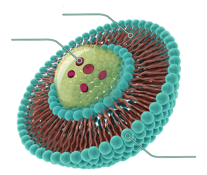 Liposome 2