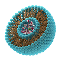 Liposome 3